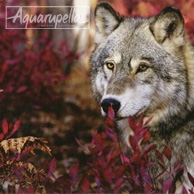 Gray wolf