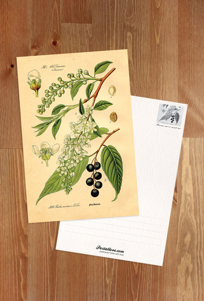 Prunus subg. Padus (bird cherries)