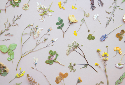 Herbarium