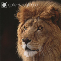 Galeria Cytryna - Lion