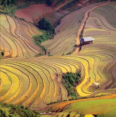 Rice fields