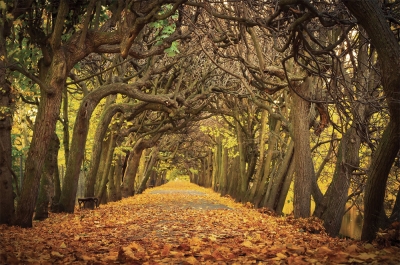 Autumn alley
