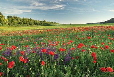 Poppy meadow
