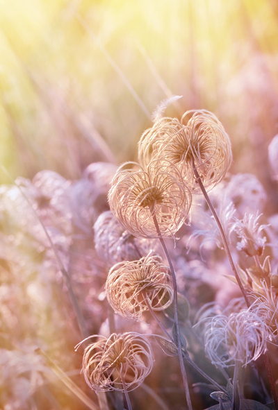 Fluffy flower