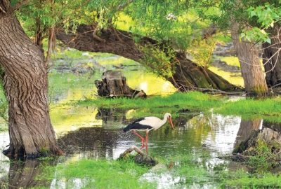 Landscape with a stork