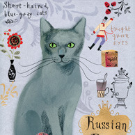 Russian Blue cat