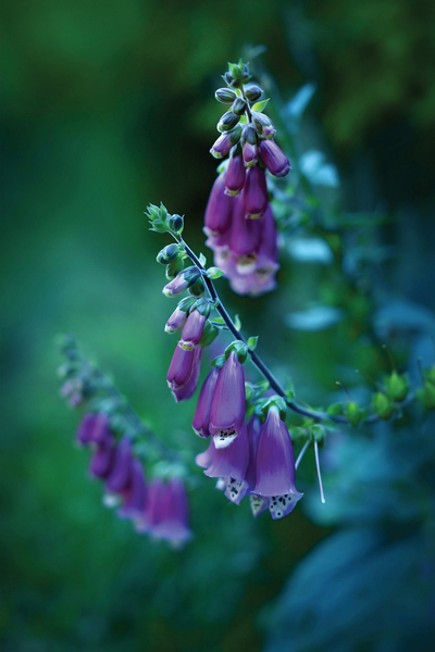 Foxglove