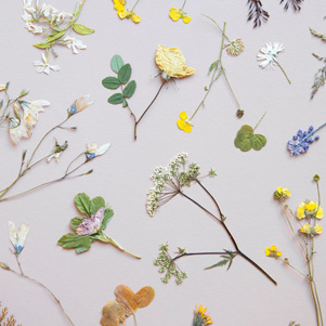 Herbarium