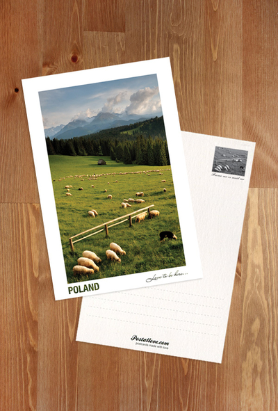 Poland - Love to be here... - Sheep
