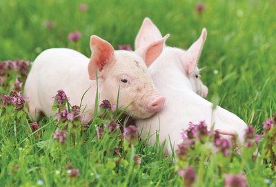 Two piglets