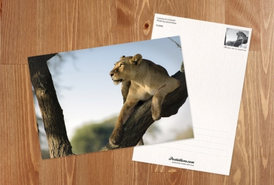 Lioness on a branch