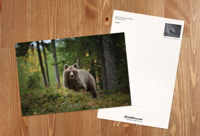 Brown bear