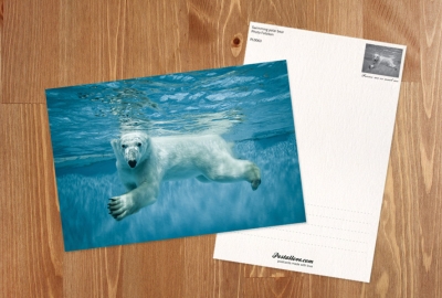 Swimming polar bear