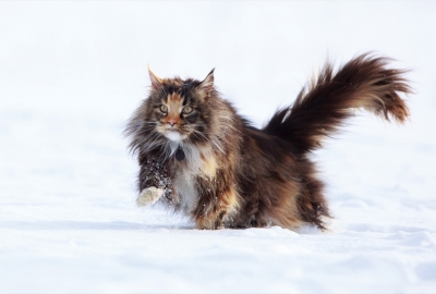 Cat in the snow