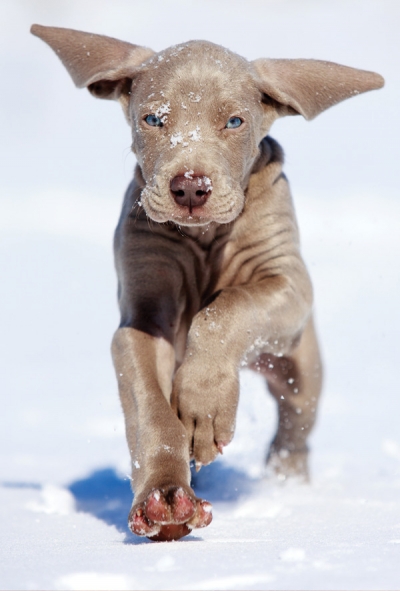 Puppy in the snow