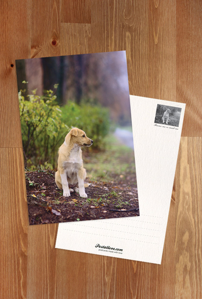 Puppy in the autumn park