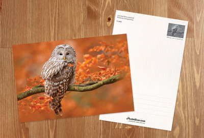 Ural owl