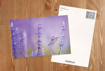 Hummingbird