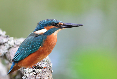 Common kingfisher 