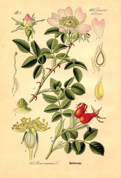 Rosa canina