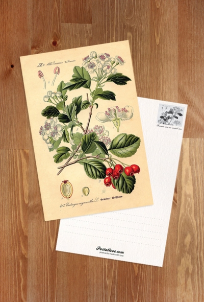 Hawthorn plant