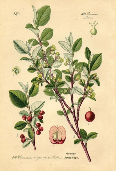 Cotoneaster