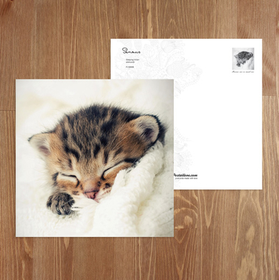 Sleeping kitten