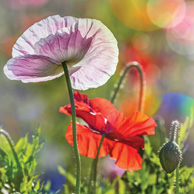 Bookmark - Poppy flowers
