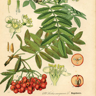 Sorbus aucuparia