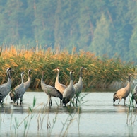 Cranes