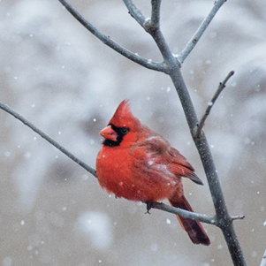Northern cardinal