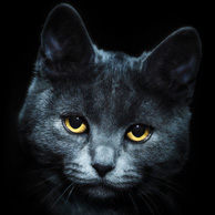 Cat portrait