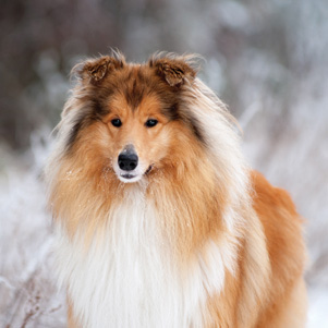 Winter Collie 