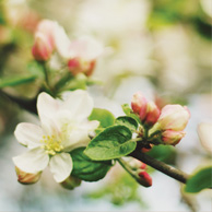 Apple blossom