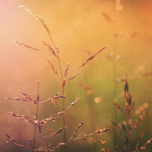Autumn grasses