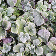 Frosted clover