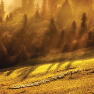 Grazing sheep