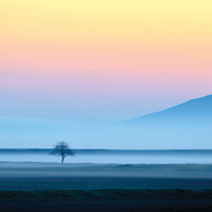 Landscape with a tree