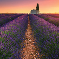 Morning in Provence