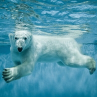 Swimming polar bear