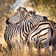Two zebras